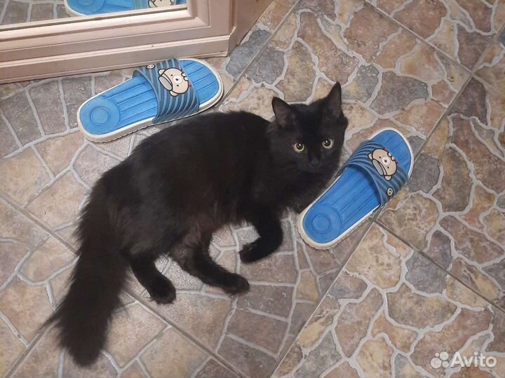 Кошка