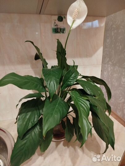 Спатифиллум