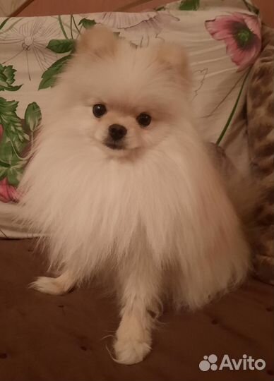 Вязка собак