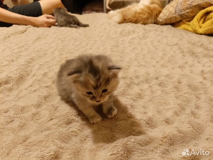 Курильский бобтейл