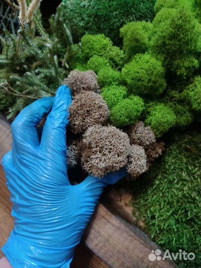 Стабилизированный мох ягель