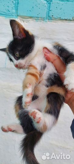 Трехцветная кошечка
