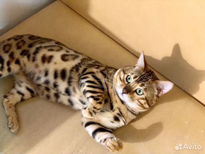 Бенгальский кот