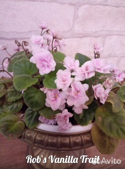 Robs Vanilla Trail фиалка