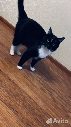 В добрые руки