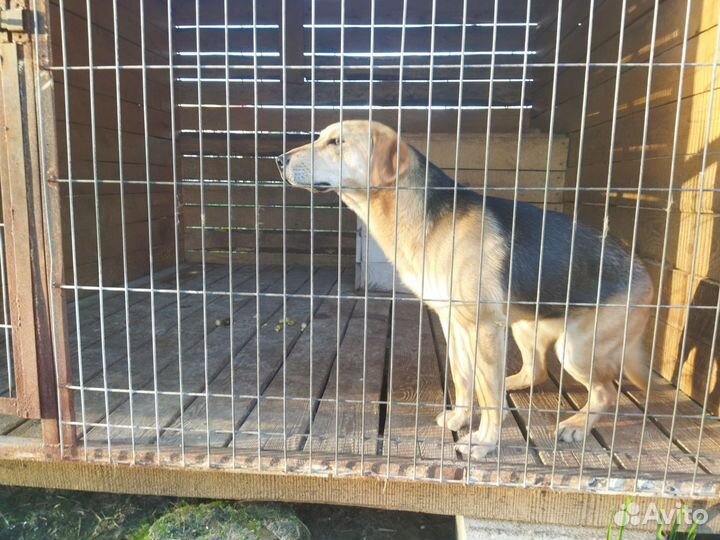 Русская гончая