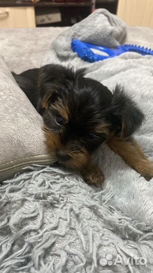 Йоркширский терьер щенки