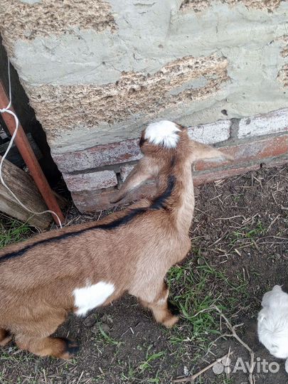 Продаются козлята и козы