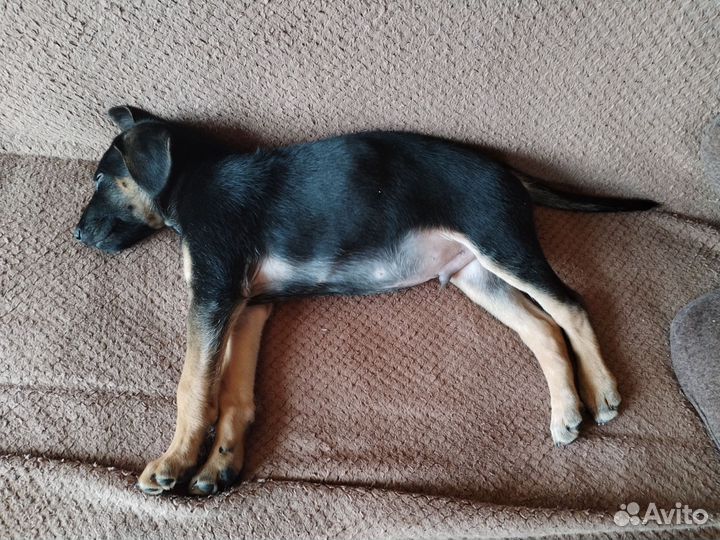 Отдам в добрые руки помесь Лабрадора и овчарки