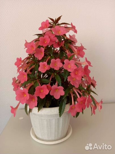 Ахименес розовый