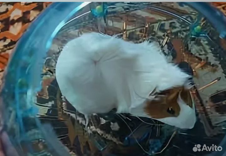 Прогулочный шар для грызунов Savic 25 cм