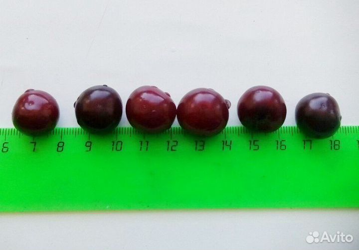 Вишня свежая с доставкой по Таганрогу