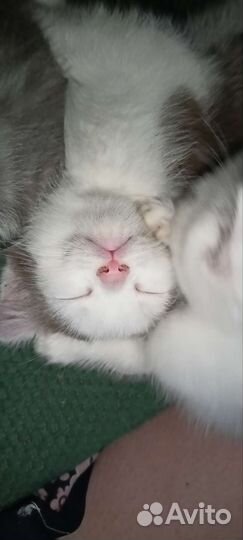Вислоухий котенок