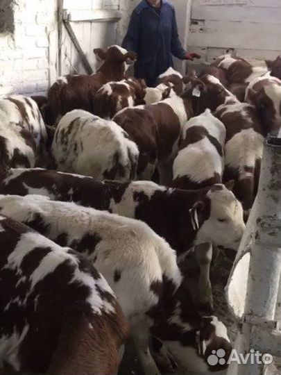 Телята бычки на мясо
