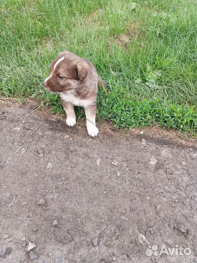 Щенок в добрые руки