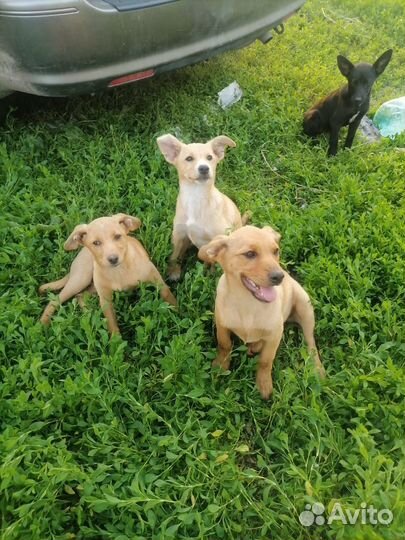 Отдам щенков