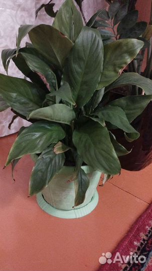 Спатифиллум женское счастье