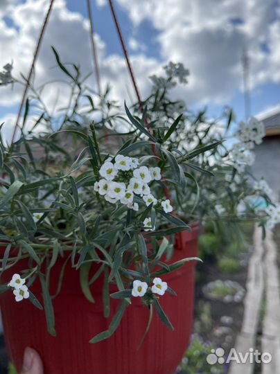 Вегетативные петунии, алиссум, вербейник