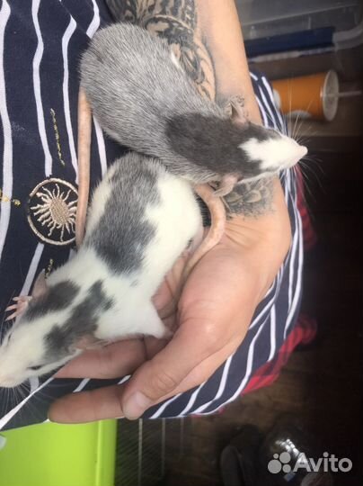 Ручные Крысята др 10 августа