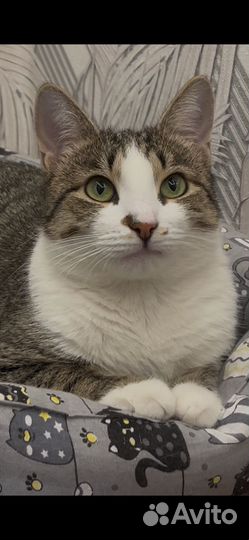 Кошка ищет дом