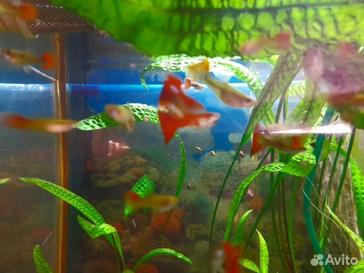 Аквариумные рыбки и растения