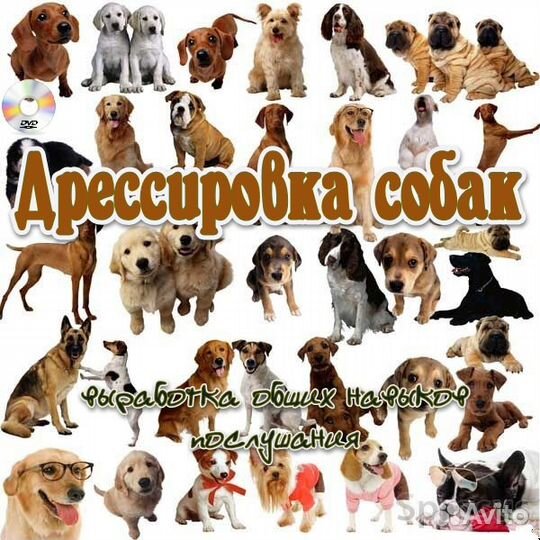 Индивидуальная дрессировка и хендлинг, кинолог