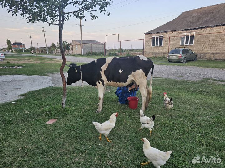 Корова дойная