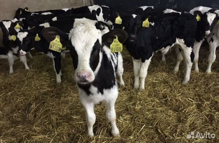 Телята бычки