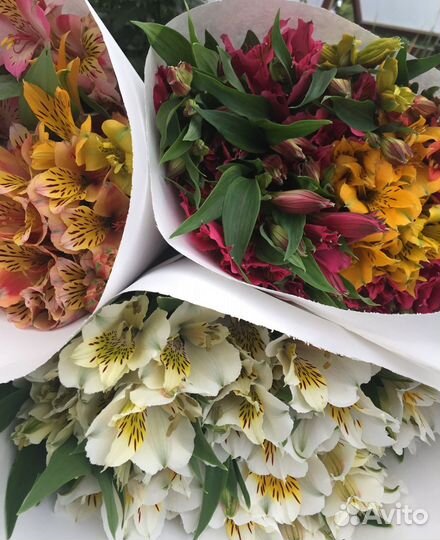 Альстромерия