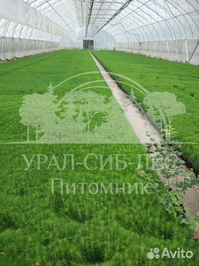 Лиственница Сибирская зкс сеянцы