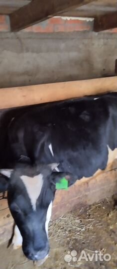 3 бычка и тёлка