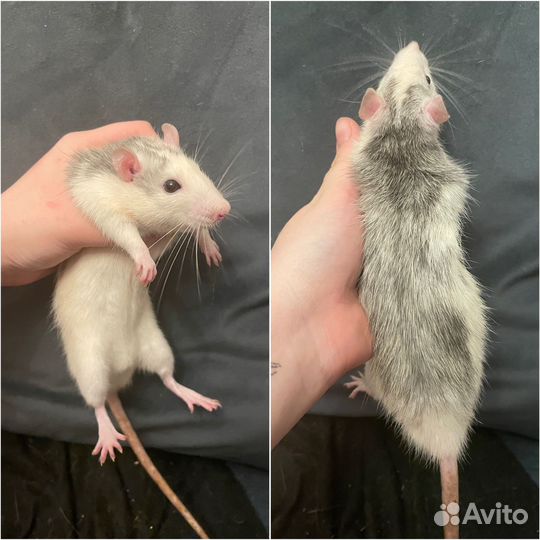 Крысы мальчики