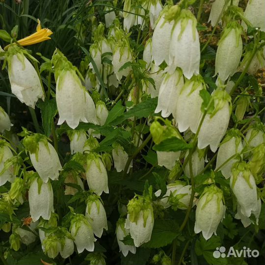 Колокольчик точечный