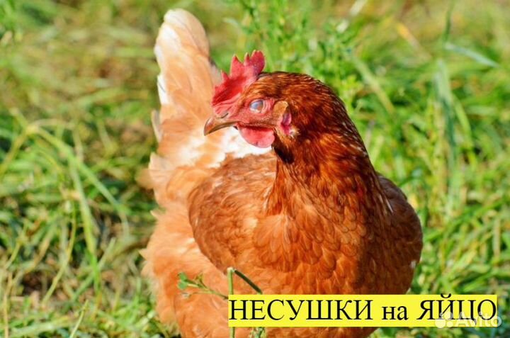 Фермерские курочки