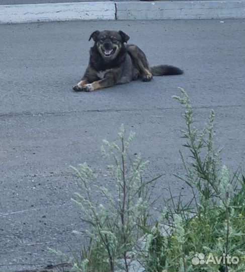 Собака в добрые руки