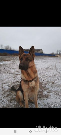 Домашние животные собаки щенки