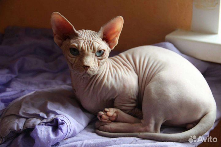 Канадский сфинкс