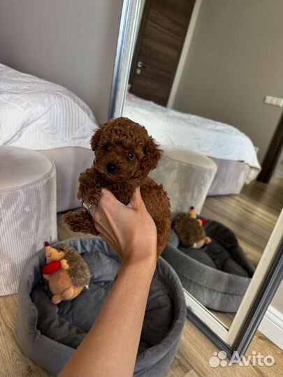 Той-пудель китайские крови Мальчик