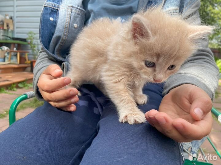 Котёнок