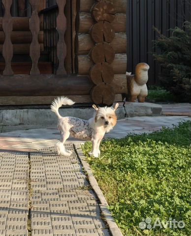Китайская хохлатая собака щенки
