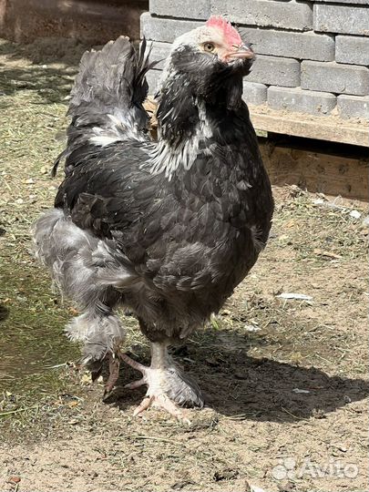 Петушки брама, фавероль, амераукана