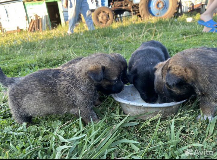Щенки в добрые руки