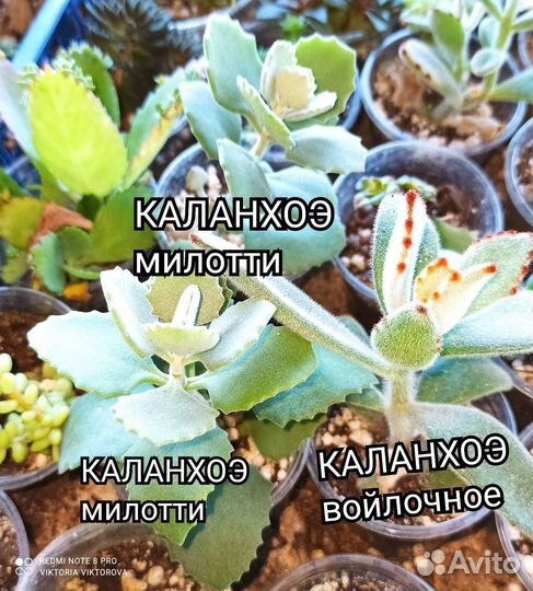 Каланхоэ Блоссфельда, Лечебное, декоративное