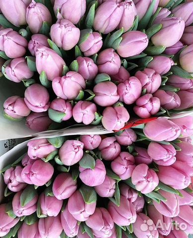 Тюльпаны к 8 марта оптом от Производителя