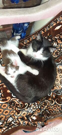 Кошечка в добрые руки