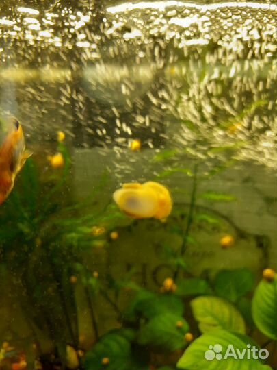 Улитки ампулярии (подростки) 15р