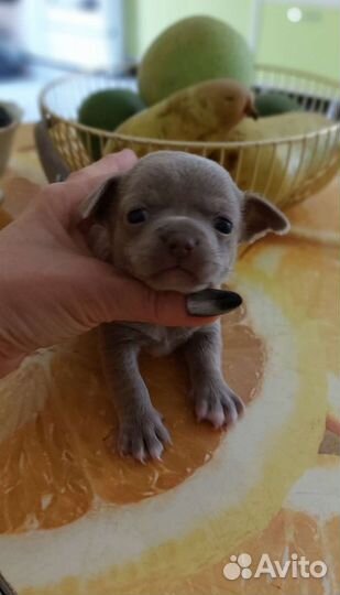 Чихуахуа мини