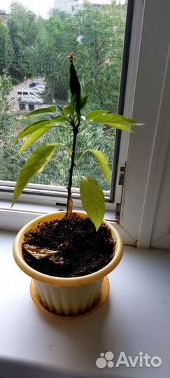 Перец комнатный острый. Есть семена