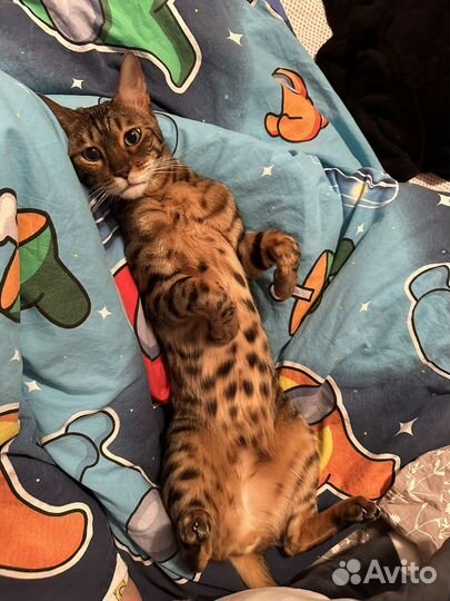 Бенгальский кот