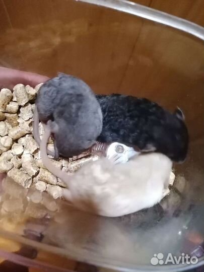 Крысята (рэкс, сфинкс, бурмиз, longhaer) дамбо